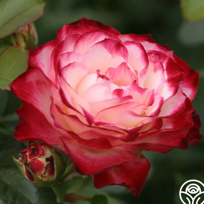 Cherry Parfait™>Heirloom Roses Online