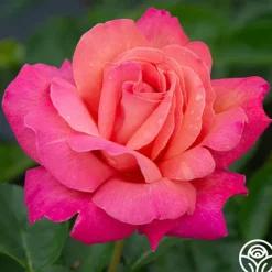 Chicago Peace®>Heirloom Roses Discount