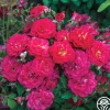 Children's Hope™>Heirloom Roses Outlet