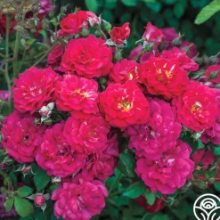 Children's Hope™>Heirloom Roses Outlet
