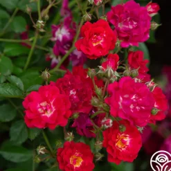 Children's Hope™>Heirloom Roses Outlet