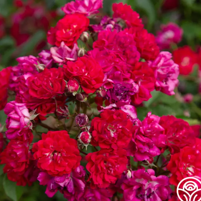 Children's Hope™>Heirloom Roses Outlet
