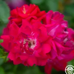 Children's Hope™><noscript><img width=