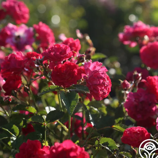 Children's Hope™>Heirloom Roses Outlet