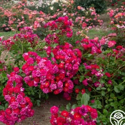 Children's Hope™><noscript><img width=