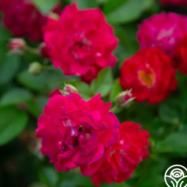 Children's Hope™>Heirloom Roses Outlet