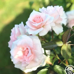Chorale>Heirloom Roses Clearance