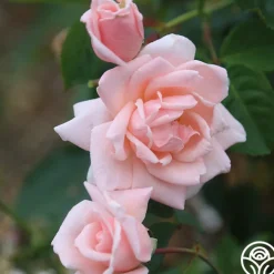 Chorale><noscript><img width=