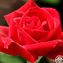 Chrysler Imperial>Heirloom Roses Hot