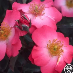 Chuckles>Heirloom Roses Sale