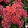 Cinco de Mayo>Heirloom Roses