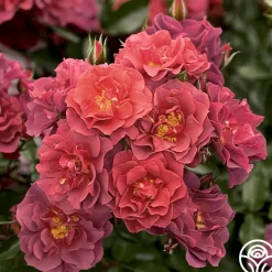 Cinco de Mayo>Heirloom Roses