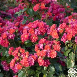 Cinco de Mayo>Heirloom Roses