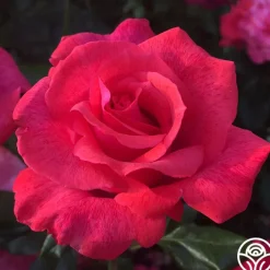 Cinnamon Dolce™>Heirloom Roses