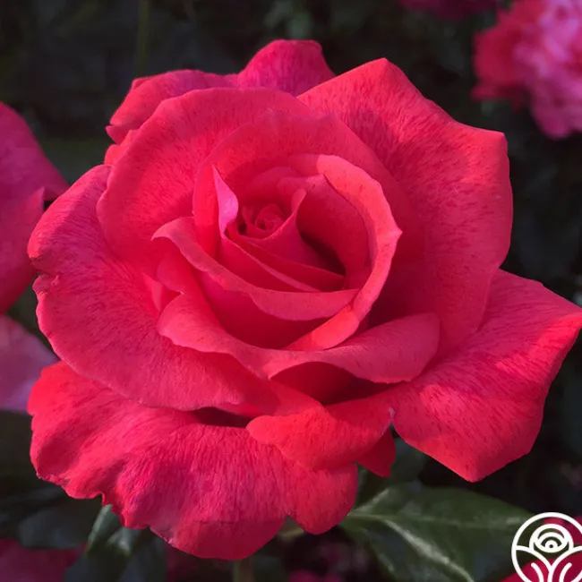 Cinnamon Dolce™>Heirloom Roses
