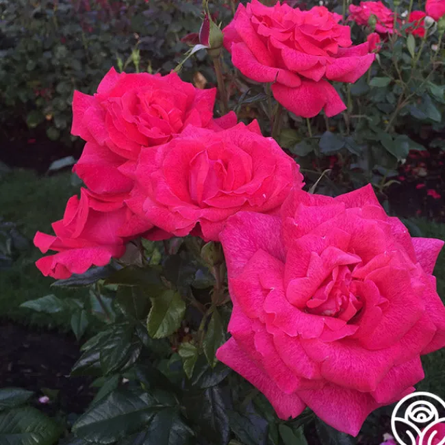 Cinnamon Dolce™>Heirloom Roses