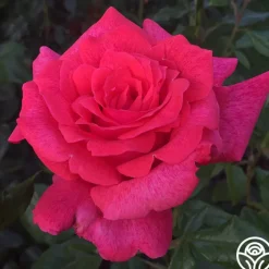 Cinnamon Dolce™><noscript><img width=