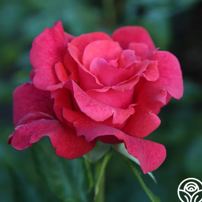 Cinnamon Dolce™>Heirloom Roses