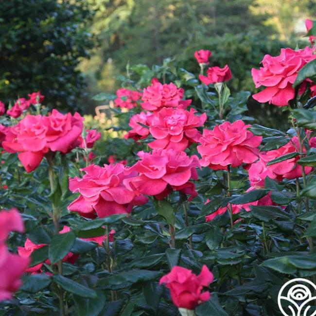 Cinnamon Dolce™>Heirloom Roses