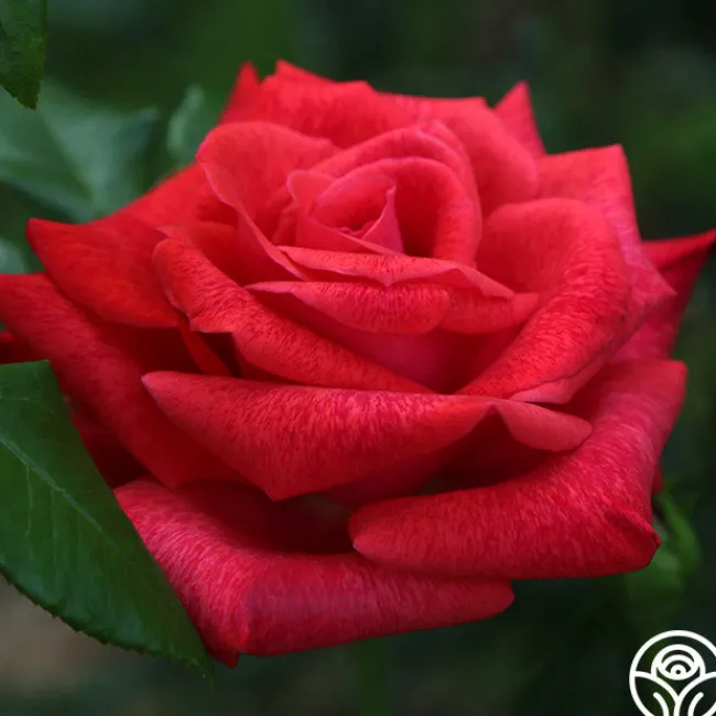 Cinnamon Dolce™>Heirloom Roses