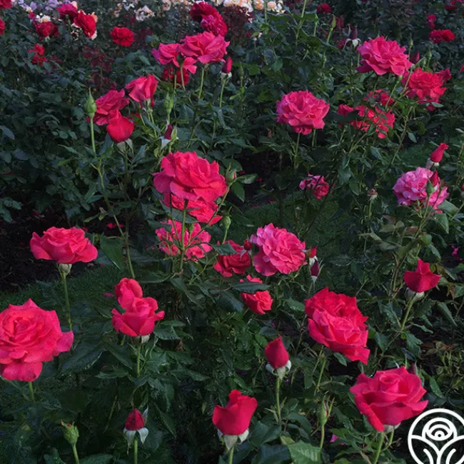 Cinnamon Dolce™>Heirloom Roses