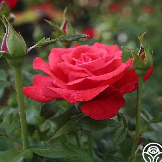 Cinnamon Dolce™>Heirloom Roses
