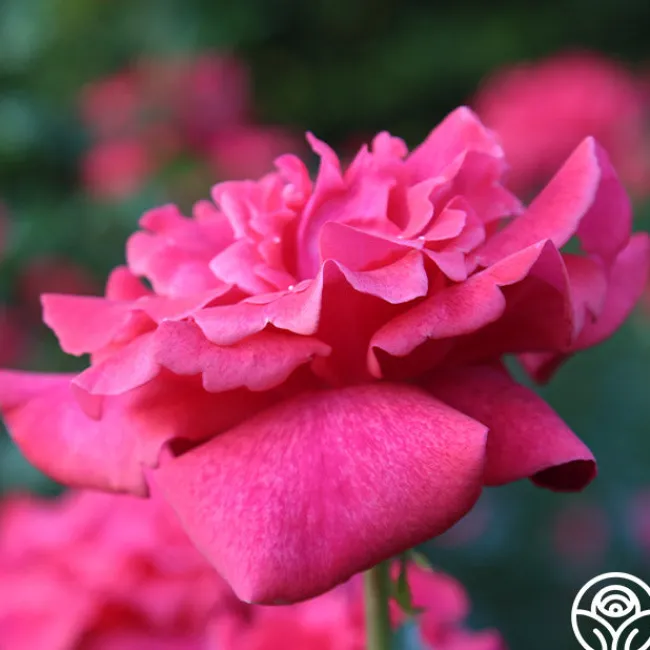 Cinnamon Dolce™>Heirloom Roses