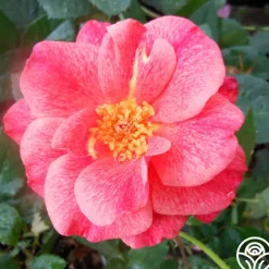 Cinnamon Spice>Heirloom Roses New