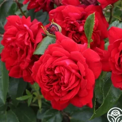 Citiscape® Bordeaux™>Heirloom Roses Clearance