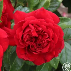 Citiscape® Bordeaux™>Heirloom Roses Clearance