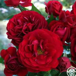 Citiscape® Bordeaux™><noscript><img width=