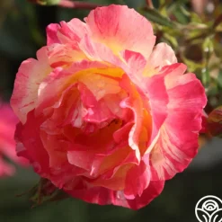 Citrus Splash™><noscript><img width=
