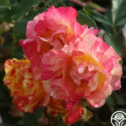Citrus Splash™><noscript><img width=