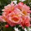 City Girl™>Heirloom Roses Hot