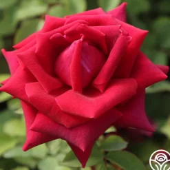 CL Crimson Glory>Heirloom Roses Sale