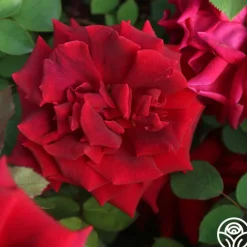 CL Crimson Glory><noscript><img width=