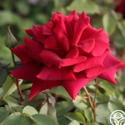 CL Crimson Glory><noscript><img width=
