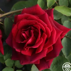 CL Crimson Glory><noscript><img width=