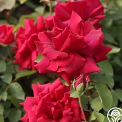 CL Crimson Glory><noscript><img width=