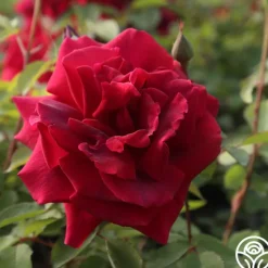 CL Crimson Glory><noscript><img width=