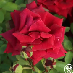 CL Crimson Glory><noscript><img width=
