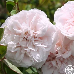 CL Devoniensis>Heirloom Roses Best