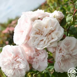 CL Devoniensis>Heirloom Roses Best