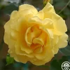 CL Gold Badge>Heirloom Roses Clearance