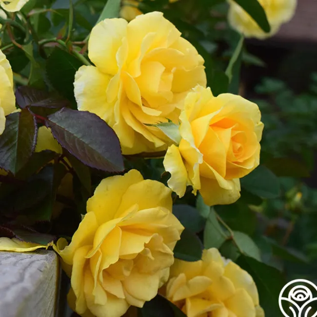 CL Good Day Sunshine™>Heirloom Roses Best