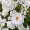 CL Iceberg>Heirloom Roses Best