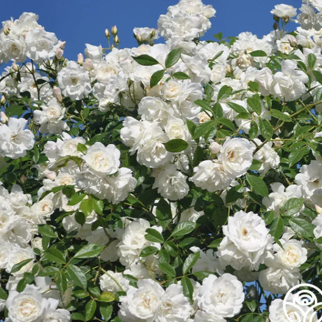 CL Iceberg>Heirloom Roses Best