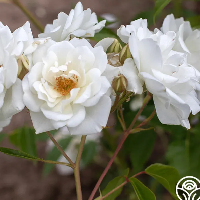 CL Iceberg>Heirloom Roses Best