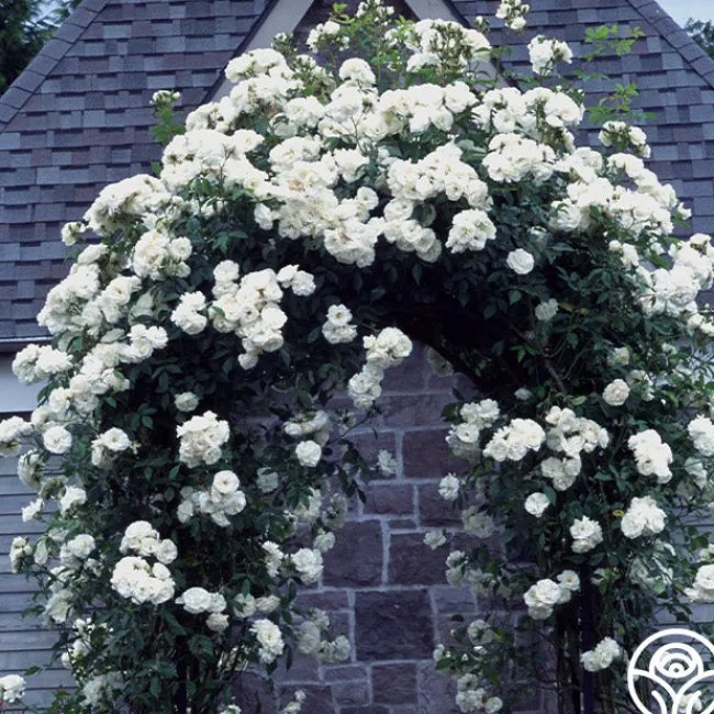 CL Iceberg>Heirloom Roses Best