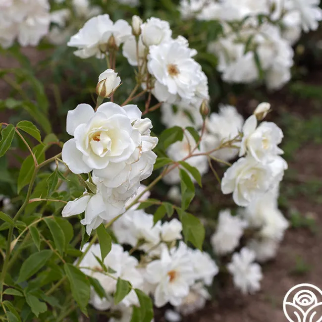 CL Iceberg>Heirloom Roses Best